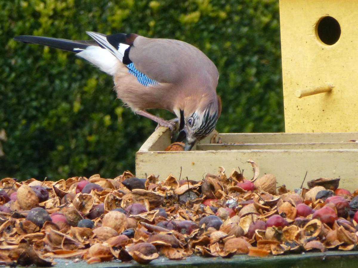 B&B Aan De Burgt Boekel Exteriör bild